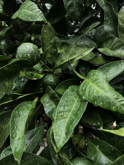 O2H Tea Tangerine Pu-erh